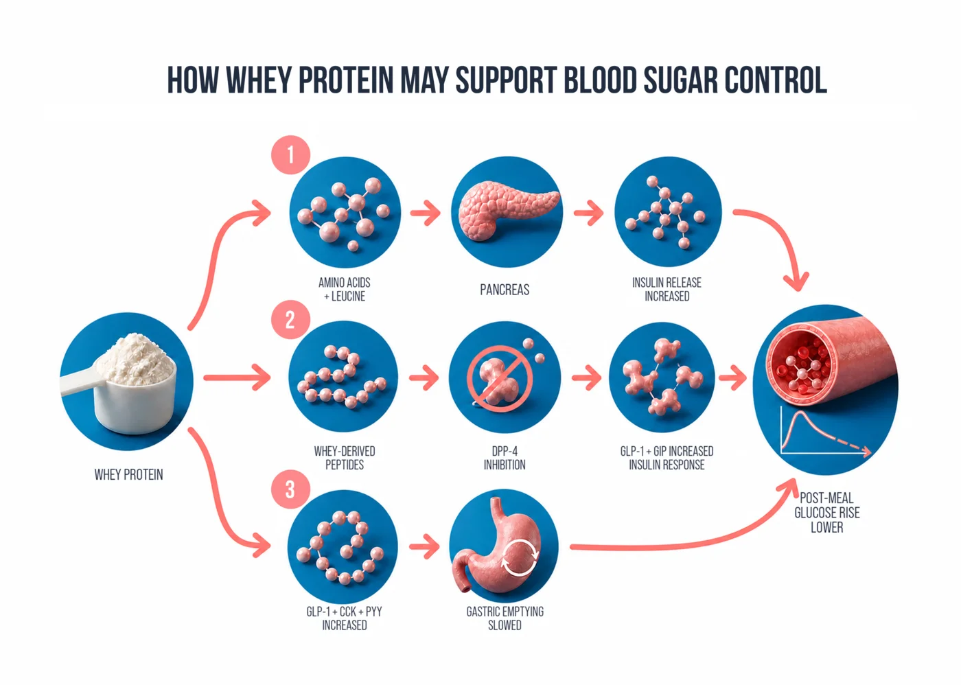 Figure 1: mechanisms of whey protein activity on post-meal blood sugar reduction