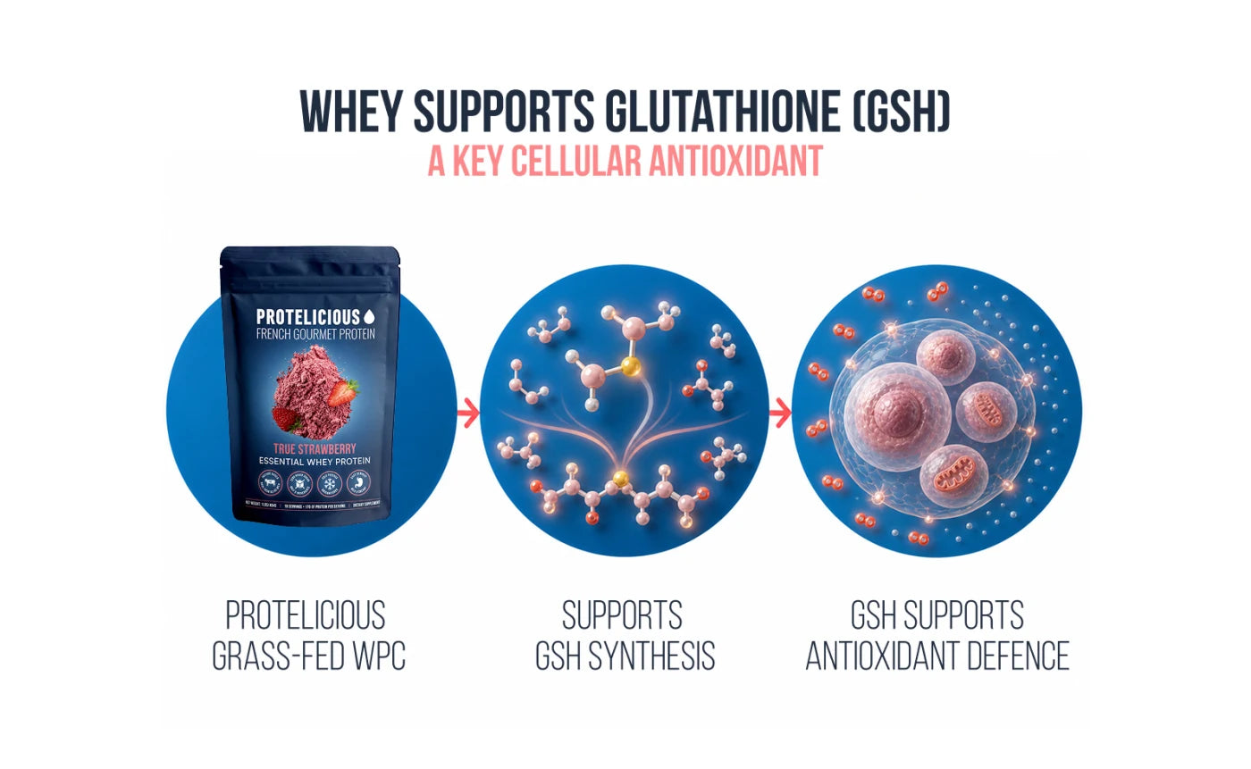 Diagram: Protelicious grass-fed whey supports glutathione (GSH) synthesis, which supports the cell's antioxidant defense