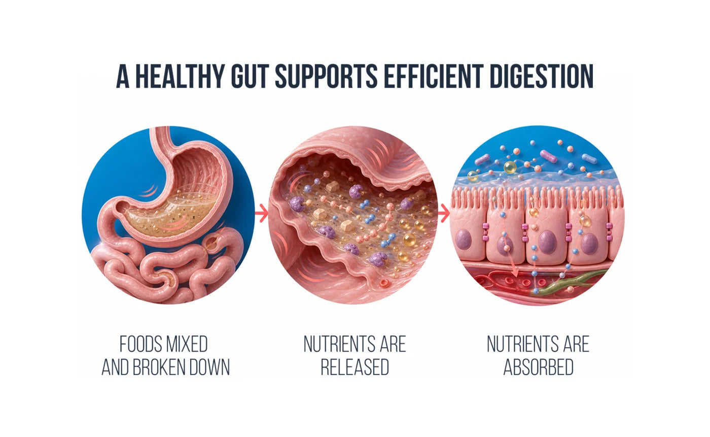 Diagram: a healthy gut supports efficient digestion