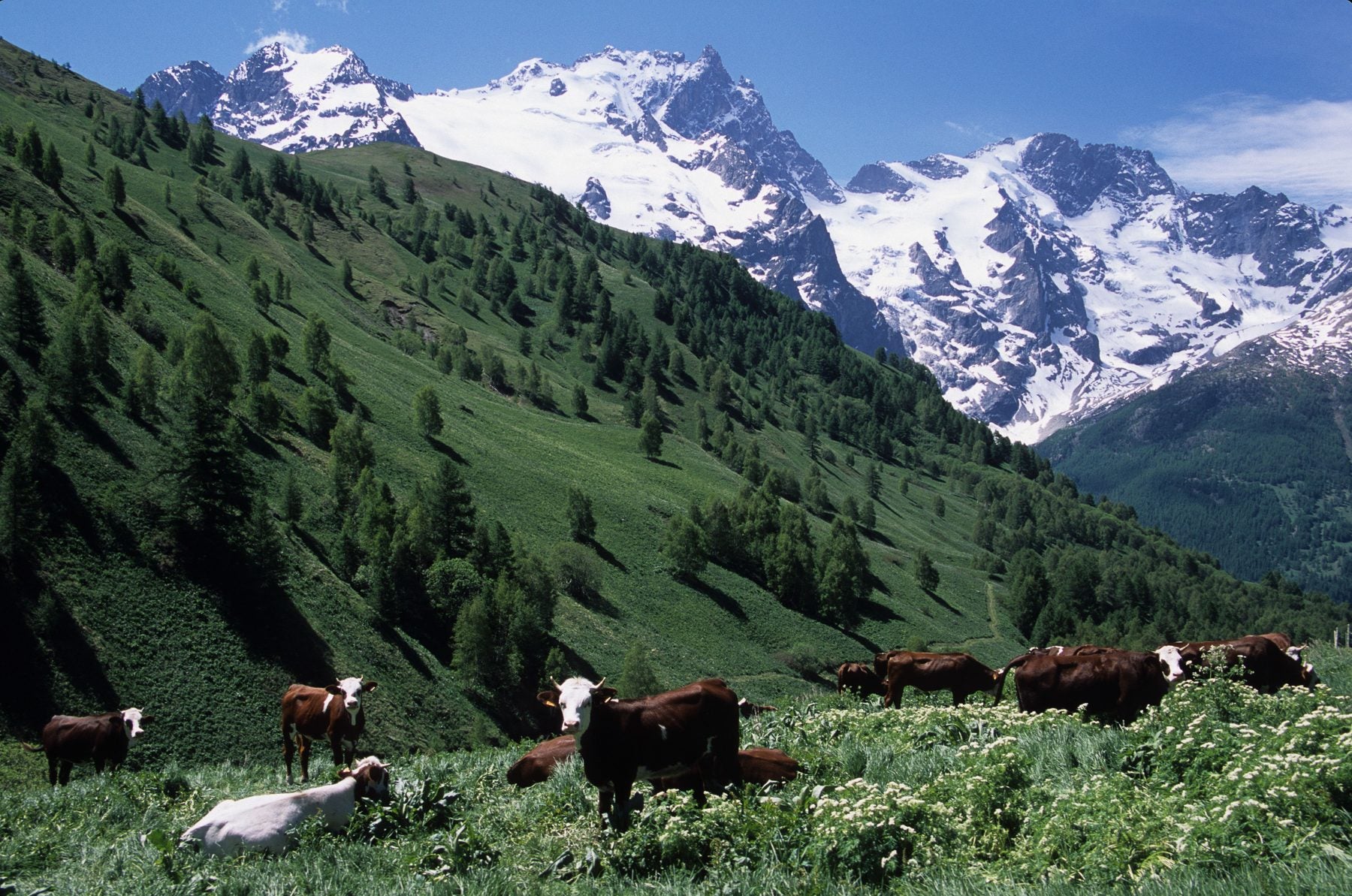 Cows grazing on Alpine pasture beneath snow-capped peaks