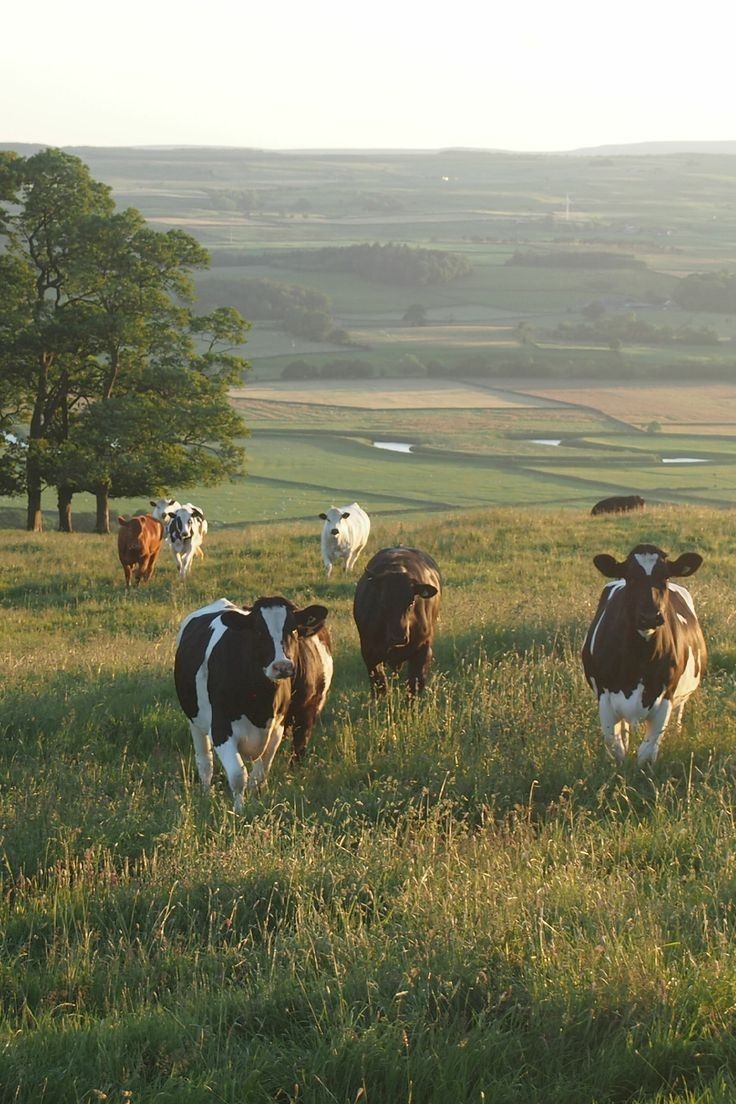 Why Choose Whey Protein from Grass-Fed Cows? Cleaner Nutrition, Better Planet