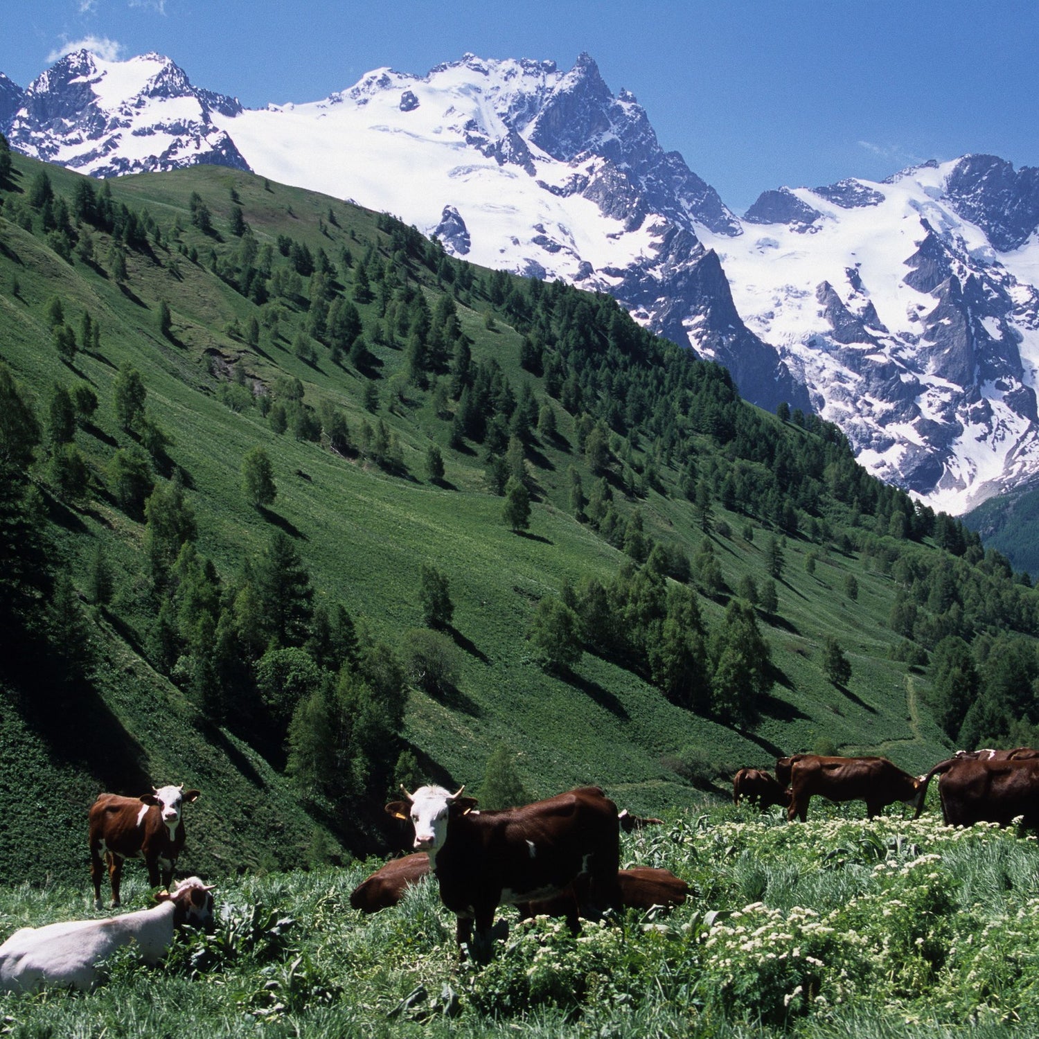 Free-roaming cows grazing Alpine pasture