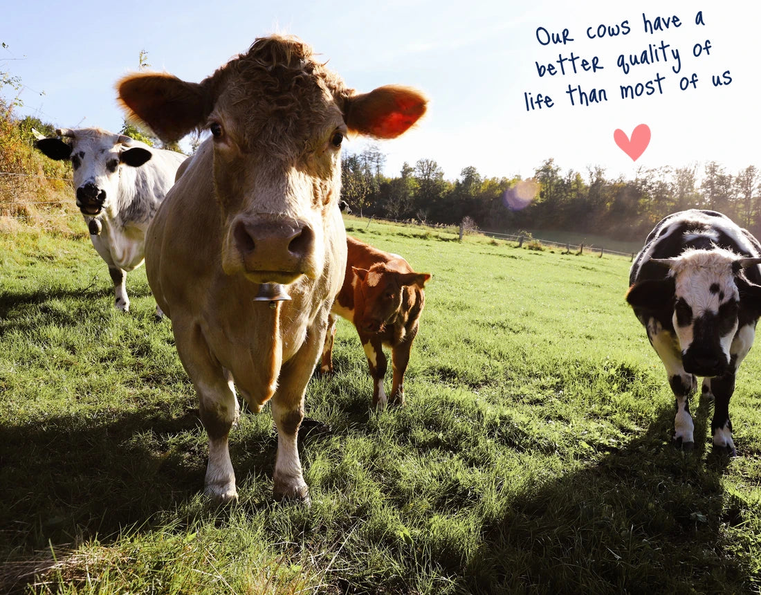 A2 pasture-raised cows grazing in golden light, with the note: our cows have a better quality of life than most of us