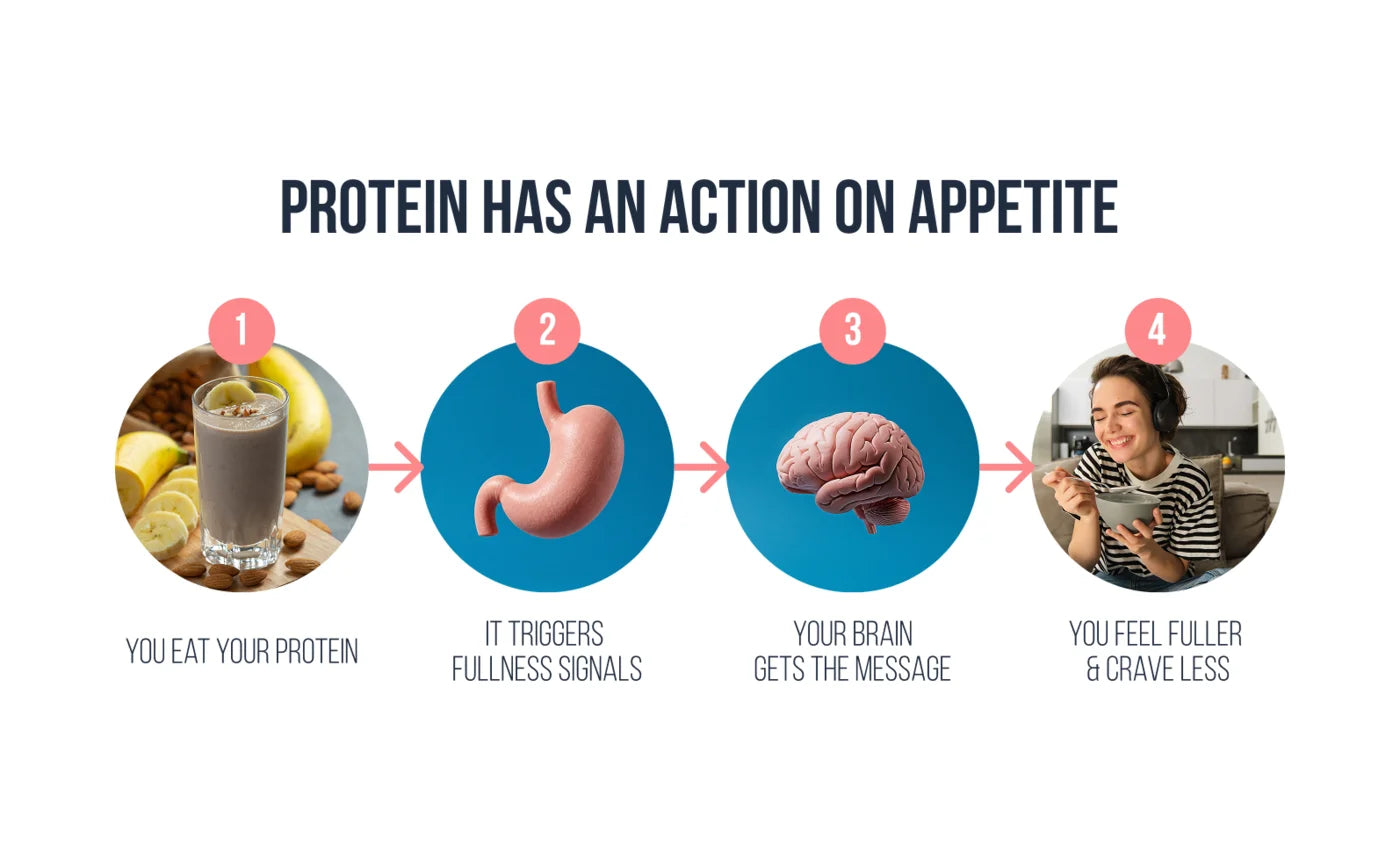 Diagram: protein has an action on appetite - fullness signals travel from gut to brain