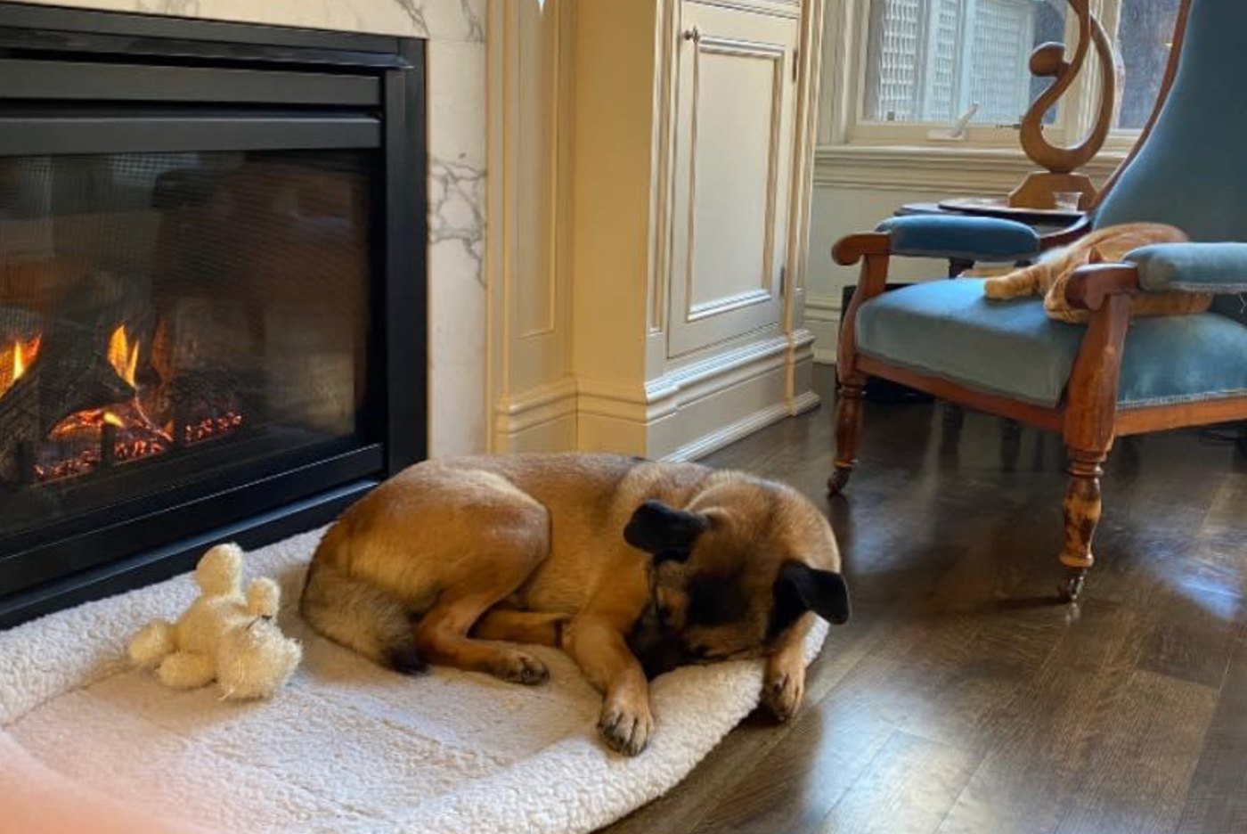 Stanley Batman II, the Partrat family dog, asleep by the fire