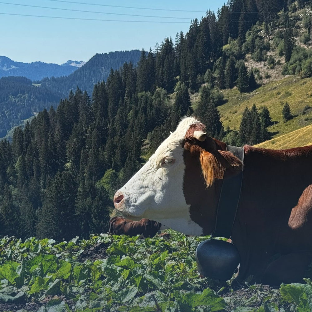 A French Alpine cow with her bell, resting in a mountain pasture in the French Alps